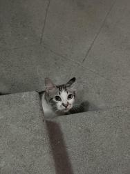 Found/Stray Unknown Cat last seen Livingston and park, Long Beach, CA 90803