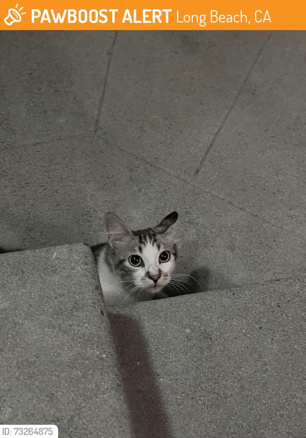Found/Stray Unknown Cat last seen Livingston and park, Long Beach, CA 90803
