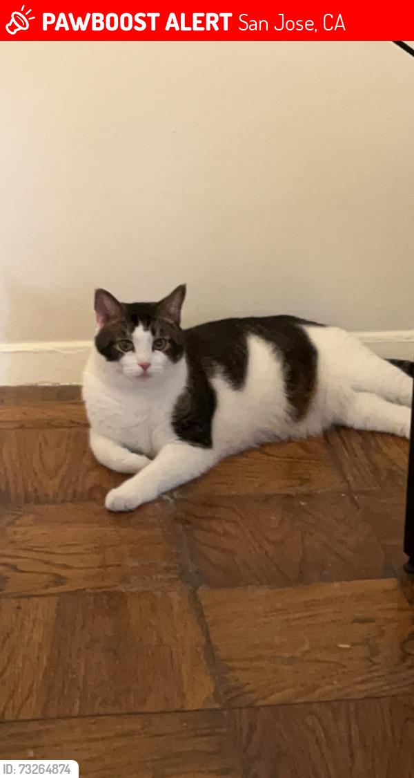 Found/Stray Male Cat last seen Near Talmadge ave, San Jose, CA 95127