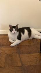 Found/Stray Male Cat last seen Near Talmadge ave, San Jose, CA 95127