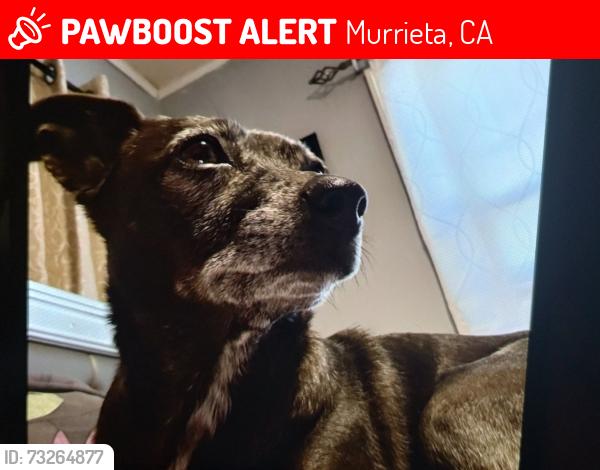 Lost Female Dog last seen WINCHESTER CLINTON KEITH BENTON AULD RD BEN GALE, Murrieta, CA 92562
