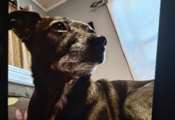 Lost Female Dog last seen WINCHESTER CLINTON KEITH BENTON AULD RD BEN GALE, Murrieta, CA 92562