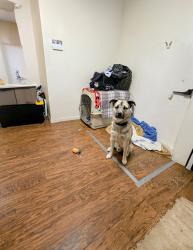 Lost Unknown Dog last seen Near 163st, Edmonton, AB T5H 0N2