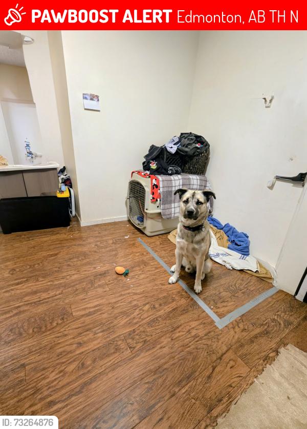 Lost Unknown Dog last seen Near 163st, Edmonton, AB T5H 0N2