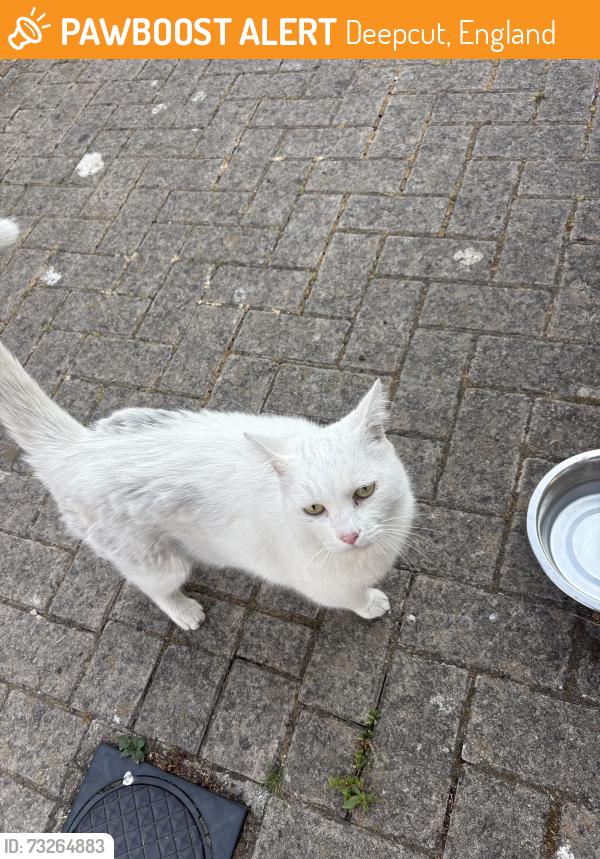 Found/Stray Unknown Cat last seen On the est, Deepcut, England 