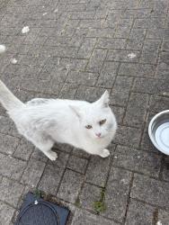 Found/Stray Unknown Cat last seen On the est, Deepcut, England 