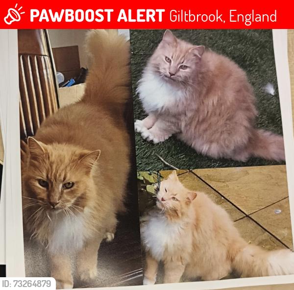 Lost Male Cat last seen Pond, Giltbrook, England 