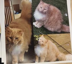 Lost Male Cat last seen Pond, Giltbrook, England 
