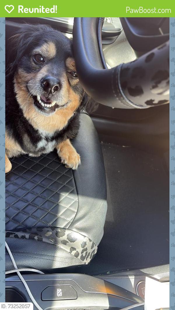 Reunited Male Dog last seen Pershing and swain, Stockton, CA 95207