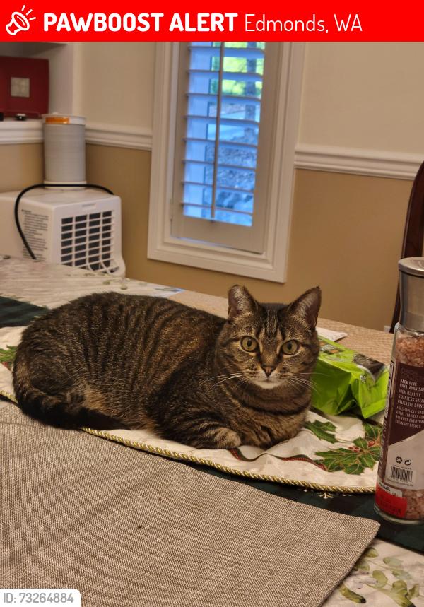 Lost Female Cat last seen 54th Pl W, Edmonds, WA 98026