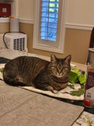 Lost Female Cat last seen 54th Pl W, Edmonds, WA 98026