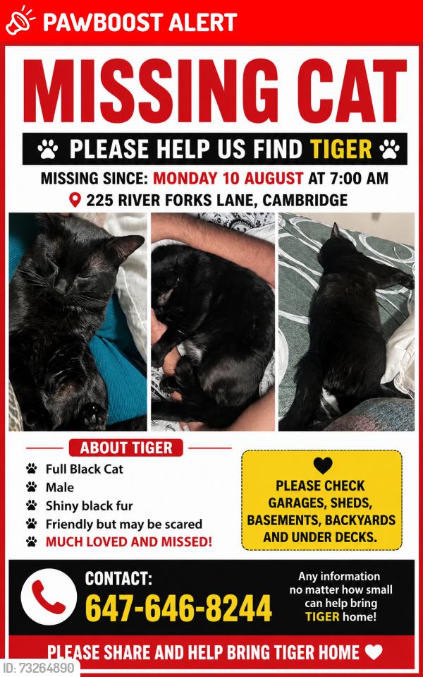 Lost Male Cat last seen Home, Cambridge, ON N3H 0B4