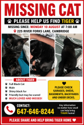 Lost Male Cat last seen Home, Cambridge, ON N3H 0B4