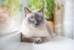 Found/Stray Unknown Cat last seen Meadowood development, Newark, DE 19711