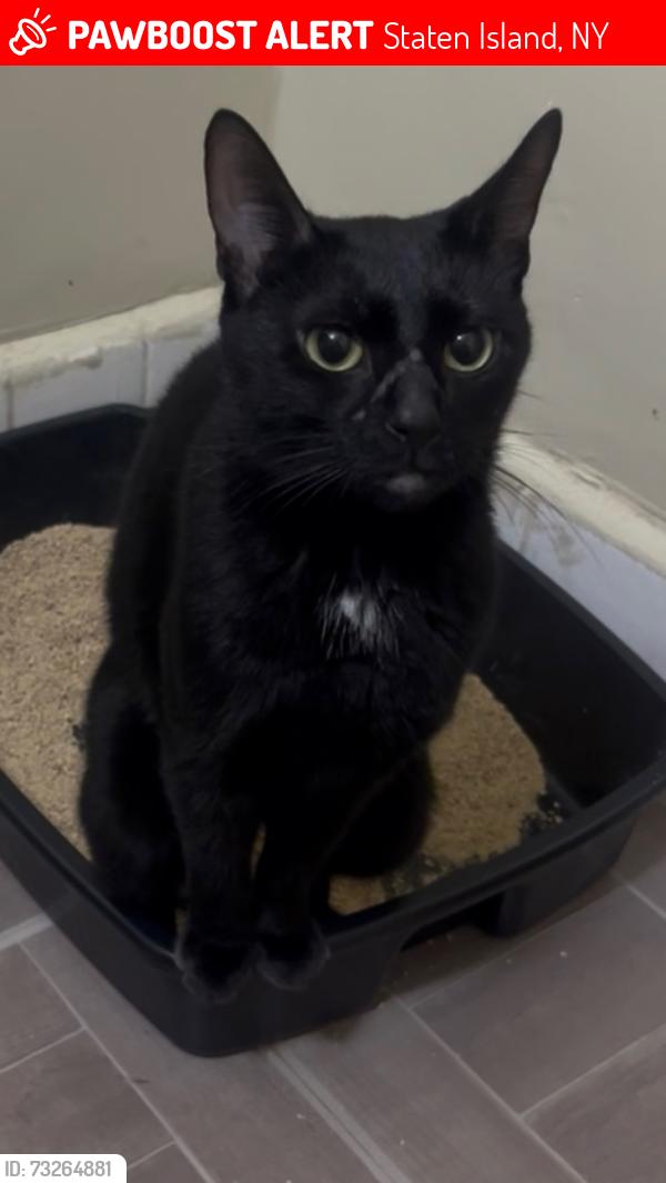 Lost Female Cat last seen Near precinct NYPD building, Staten Island, NY 10314