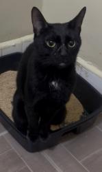 Lost Female Cat last seen Near precinct NYPD building, Staten Island, NY 10314