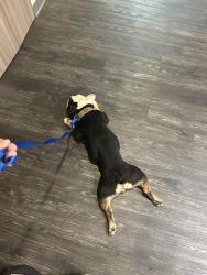 Found/Stray Male Dog last seen Warren Ln & Park Ave, Inglewood, CA 90302