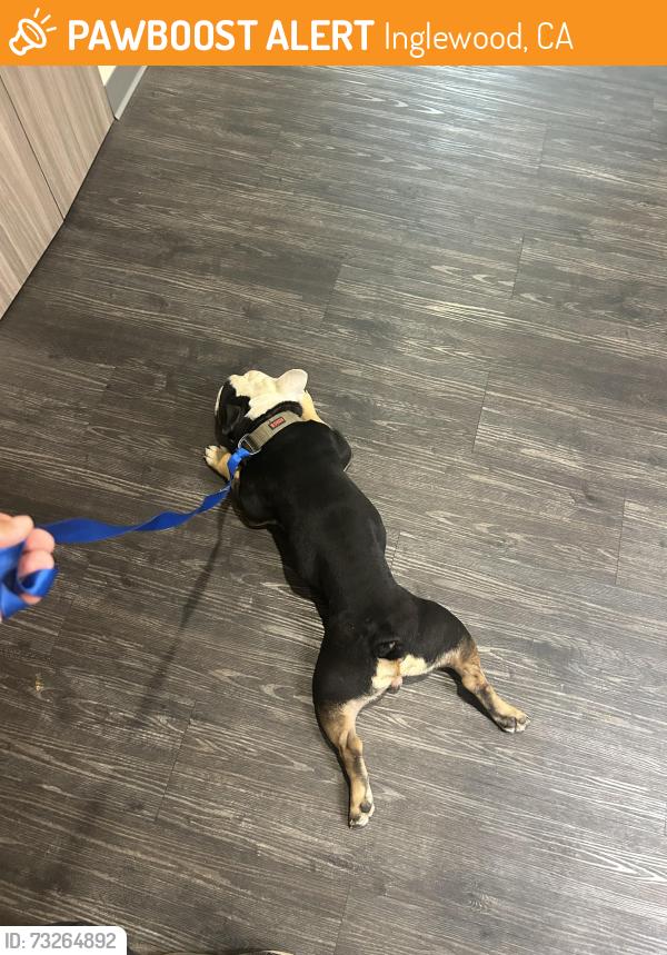 Found/Stray Male Dog last seen Warren Ln & Park Ave, Inglewood, CA 90302