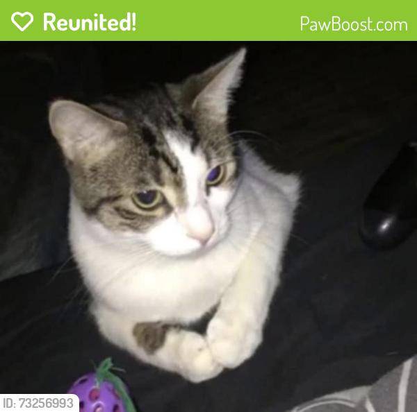 Reunited Male Cat last seen Wallington, Greater London, England 