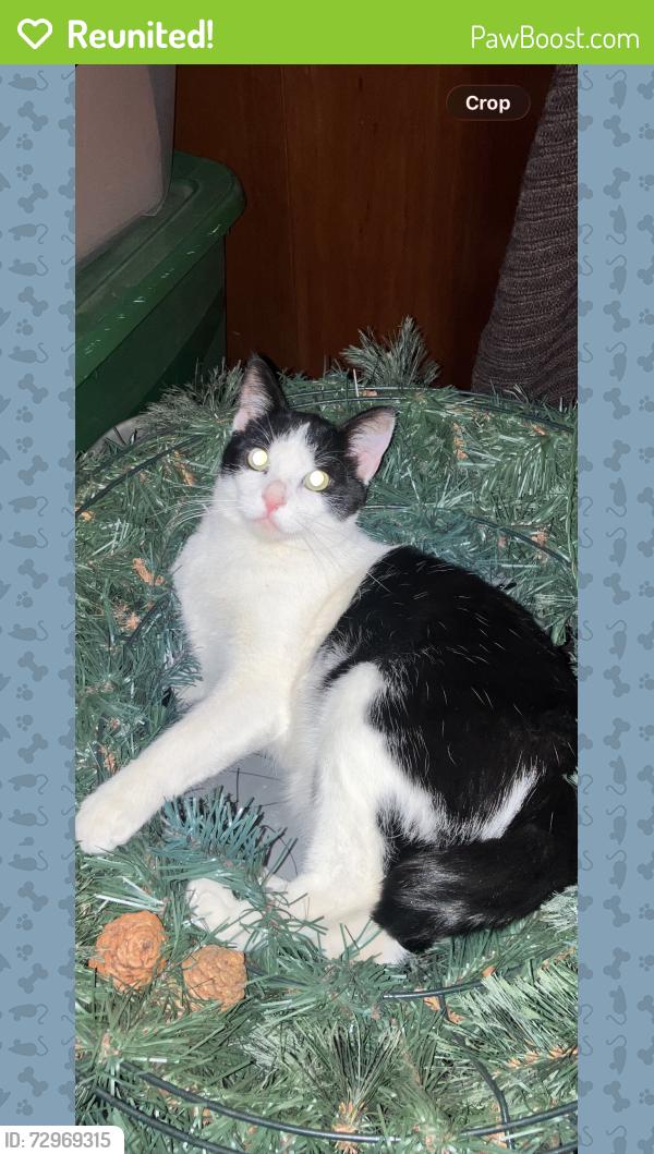 Reunited Male Cat last seen The Best Western Motel, Murfreesboro, TN 37129