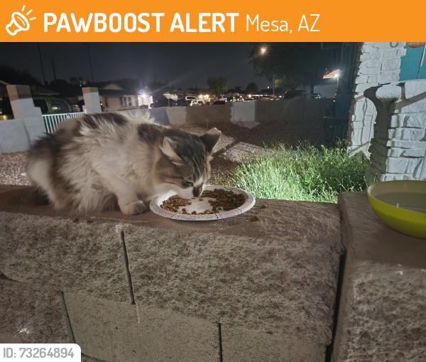 Found/Stray Unknown Cat last seen Broadway and Stapley, Mesa, AZ 85204