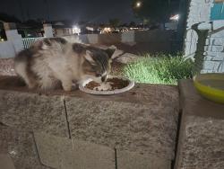 Found/Stray Unknown Cat last seen Broadway and Stapley, Mesa, AZ 85204