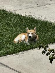 Reunited Male Dog last seen Wheatley st. and delwalt st., Houston, TX 77088