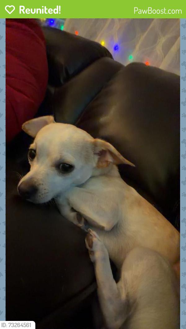 Reunited Male Dog last seen 30th Dr Se, Everett, WA 98208