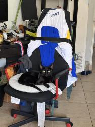 Reunited Male Cat last seen Bellflower blvd and cedar st, Bellflower, CA 90706