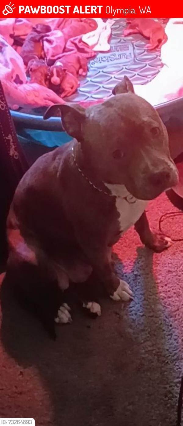 Lost Female Dog last seen Littlerock rd, Olympia, WA 98511