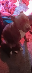 Lost Female Dog last seen Littlerock rd, Olympia, WA 98511