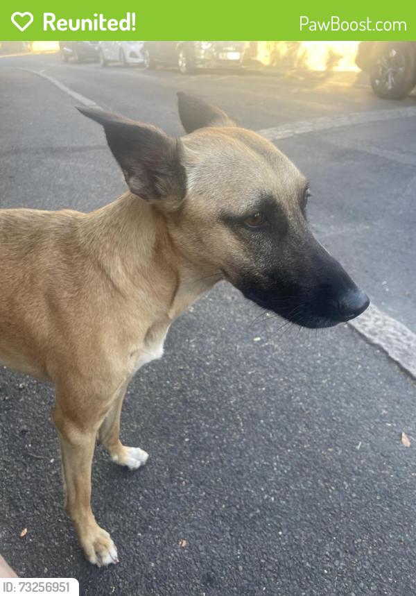 Reunited Unknown Dog last seen St John’s Road sw19, Greater London, England SW19 4HP