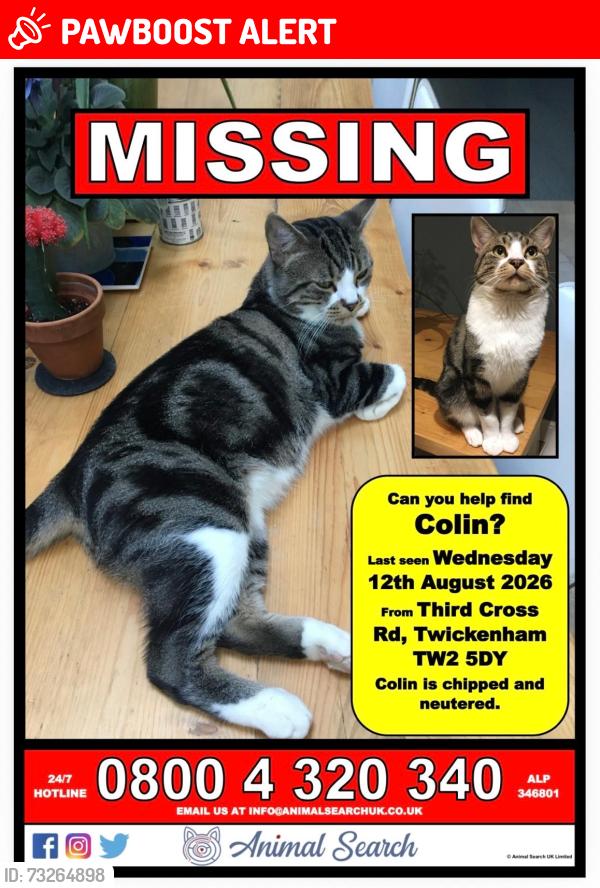 Lost Male Cat last seen Third Cross Road, Twickenham, England 