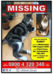 Lost Male Cat last seen Third Cross Road, Twickenham, England 