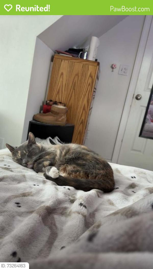 Reunited Female Cat last seen Fornelius ave, Clifton, NJ 07013