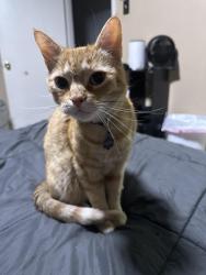 Lost Male Cat last seen Sunrise park, Irving, TX 75061