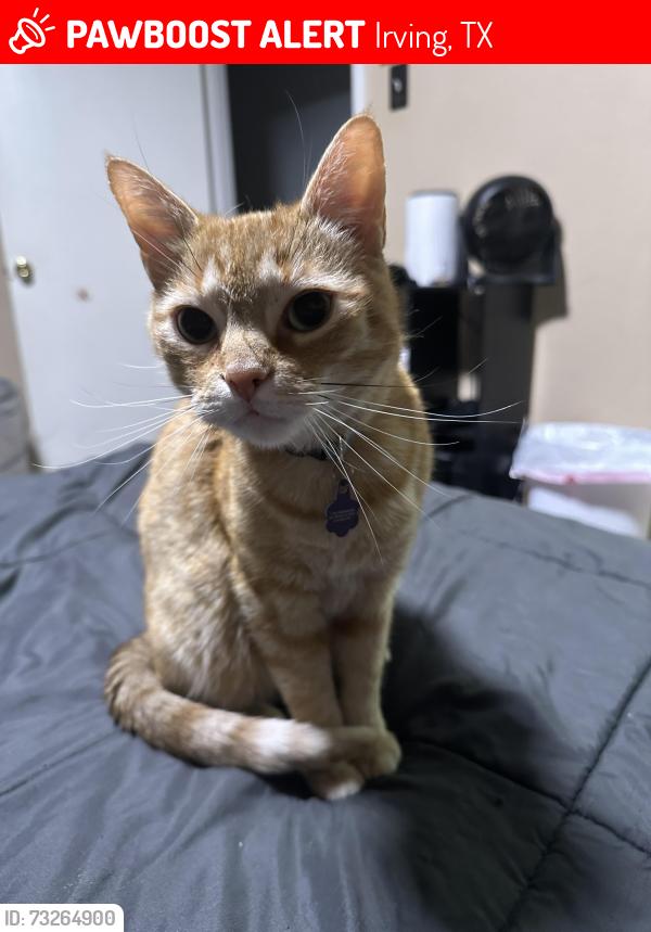Lost Male Cat last seen Sunrise park, Irving, TX 75061