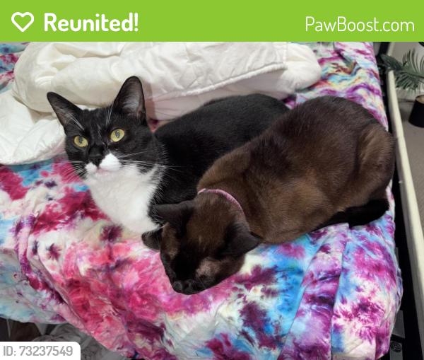 Reunited Female Cat last seen Ashdown dr Warragul, Warragul, VIC 3820