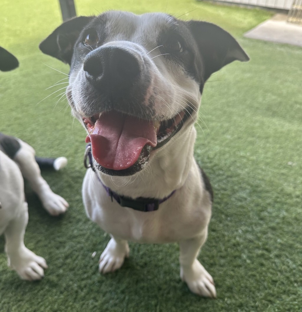 Shelter Stray Female Dog last seen Crows Nest Court, Oceanside, CA, 92057, Oceanside, CA 92058, USA