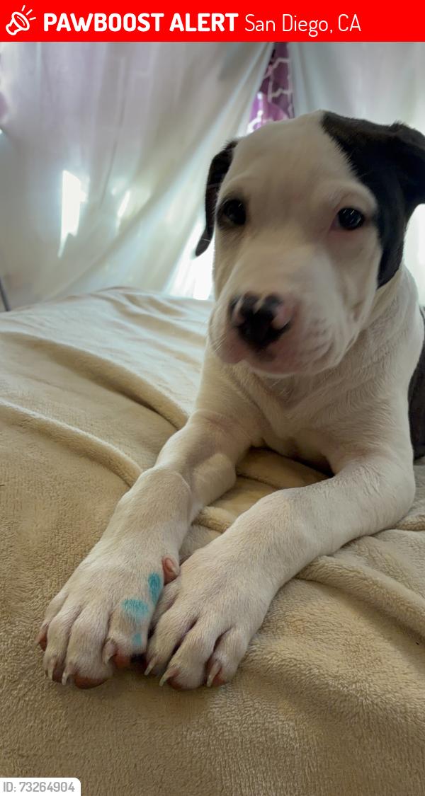 Lost Male Dog last seen 54th, San Diego, CA 92115