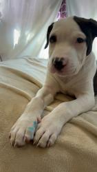 Lost Male Dog last seen 54th, San Diego, CA 92115