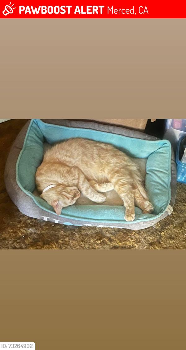 Lost Male Cat last seen El Capitan St and Olive Ave. Area by Christain Life Center Church and Brookdale Dr., Merced, CA 95340