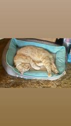Lost Male Cat last seen El Capitan St and Olive Ave. Area by Christain Life Center Church and Brookdale Dr., Merced, CA 95340