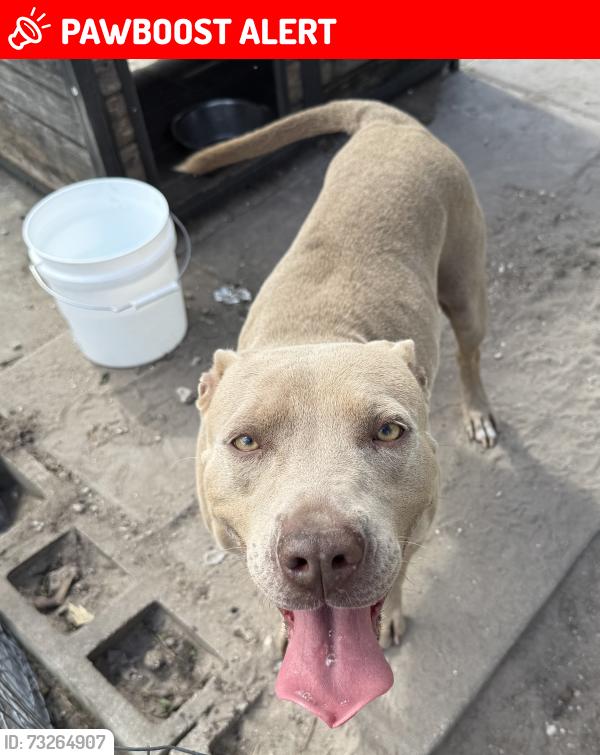 Lost Female Dog last seen Near Hillview, Altamonte Springs, FL 32714