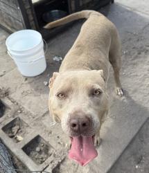 Lost Female Dog last seen Near Hillview, Altamonte Springs, FL 32714