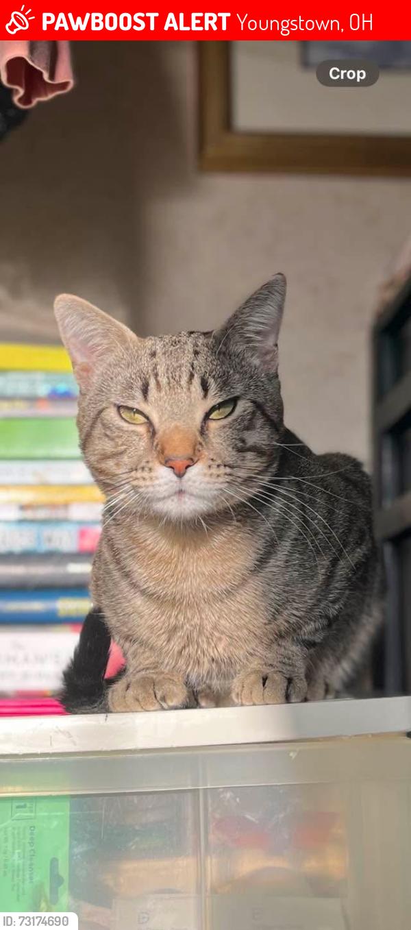 Lost Male Cat last seen Indianola Road, train tracks, Youngstown, OH 44512