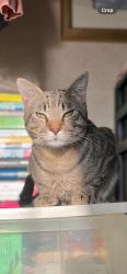 Lost Male Cat last seen Indianola Road, train tracks, Youngstown, OH 44512
