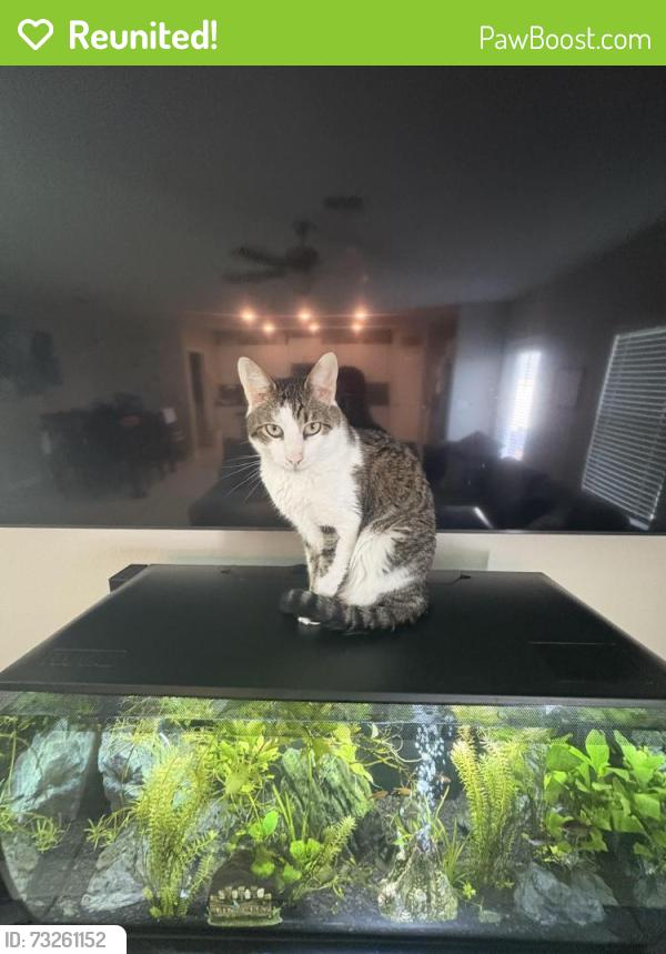 Reunited Male Cat last seen Lakeside subdivision, Hudson, FL 34669
