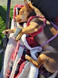 Lost Male Dog last seen Going west towards Sonoma county airport, Santa Rosa, CA 95403