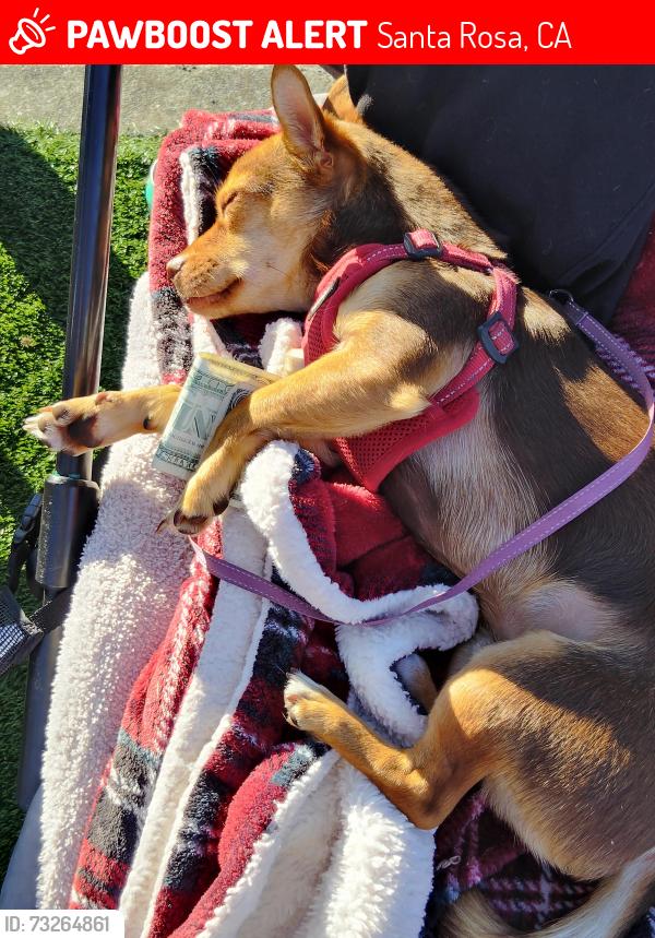 Lost Male Dog last seen Going west towards Sonoma county airport, Santa Rosa, CA 95403